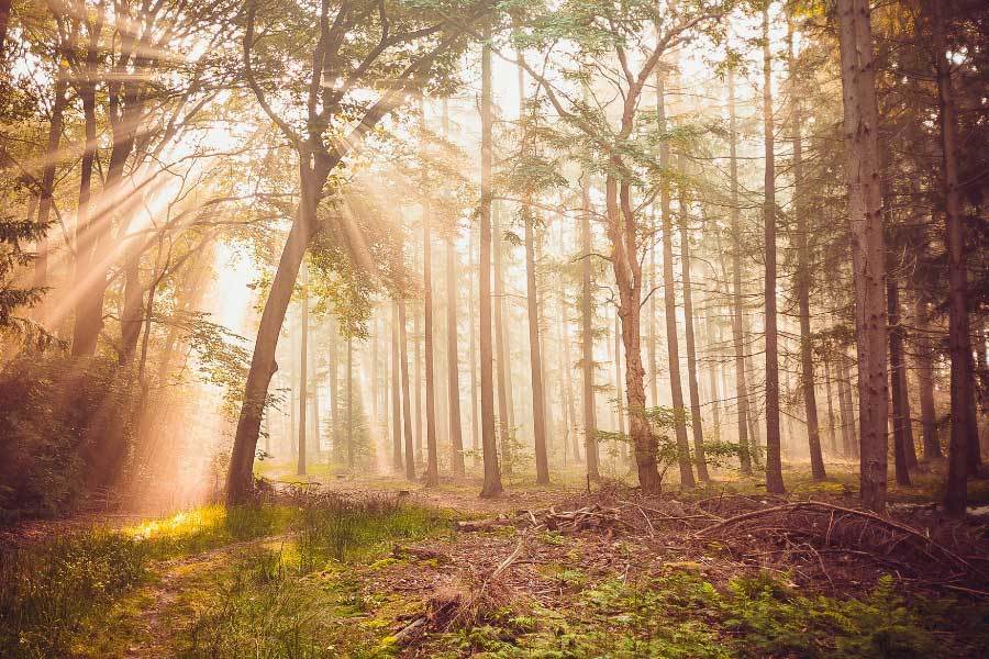 在未来的日 在未来的日